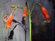 Urceolina peruviana